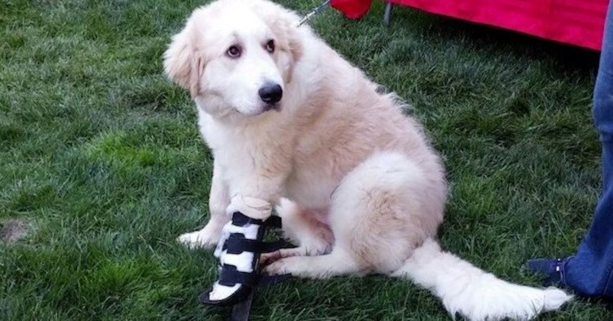 Casper, il cucciolo rinato grazie a una protesi (video)