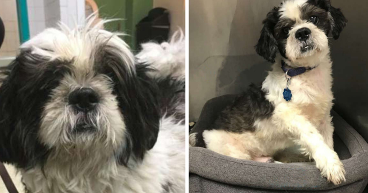 Charlie, il cagnolino portato in rifugio perché non riusciva a salire le scale che ora è felice