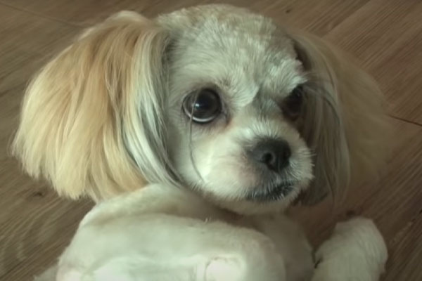 Cagnolino che osserva