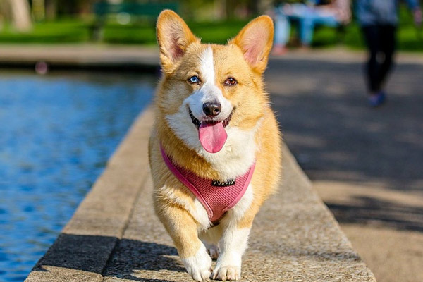 Corgi che cammina