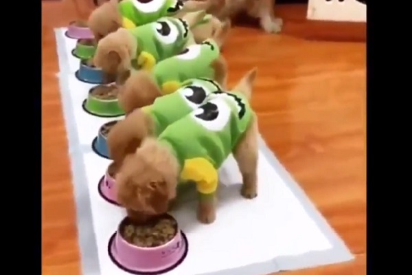 cuccioli golden retriever video