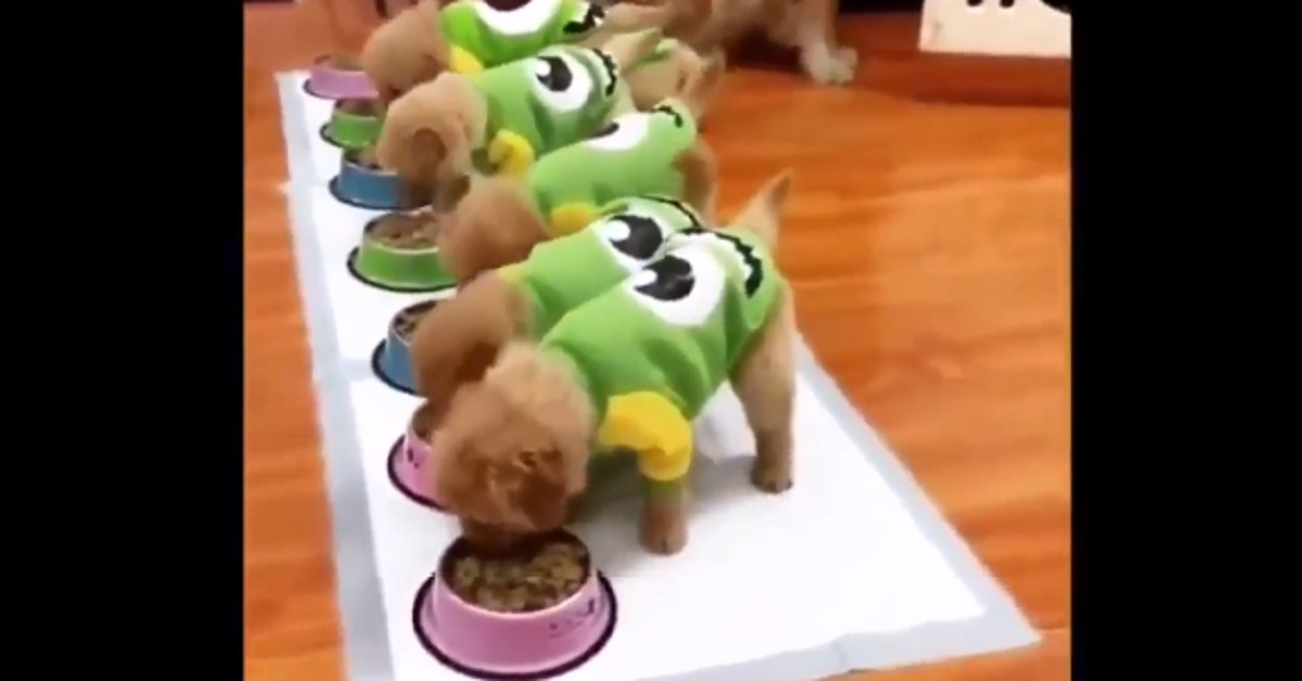Cuccioli di Golden Retriever cenano insieme e conquistano il web (video)