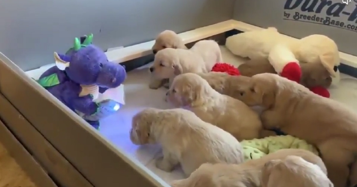 Cuccioli di Golden Retriever fanno amicizia con un pupazzo (video)