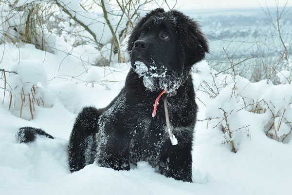 Cane nella neve