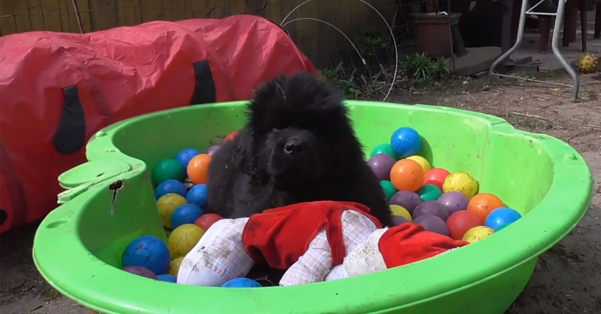 Cuccioli di Terranova fanno una festa in una piscina di palline (video)