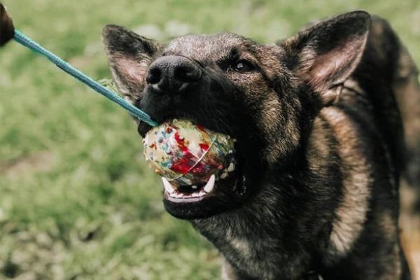 cuccioli di cane giochi sicuri