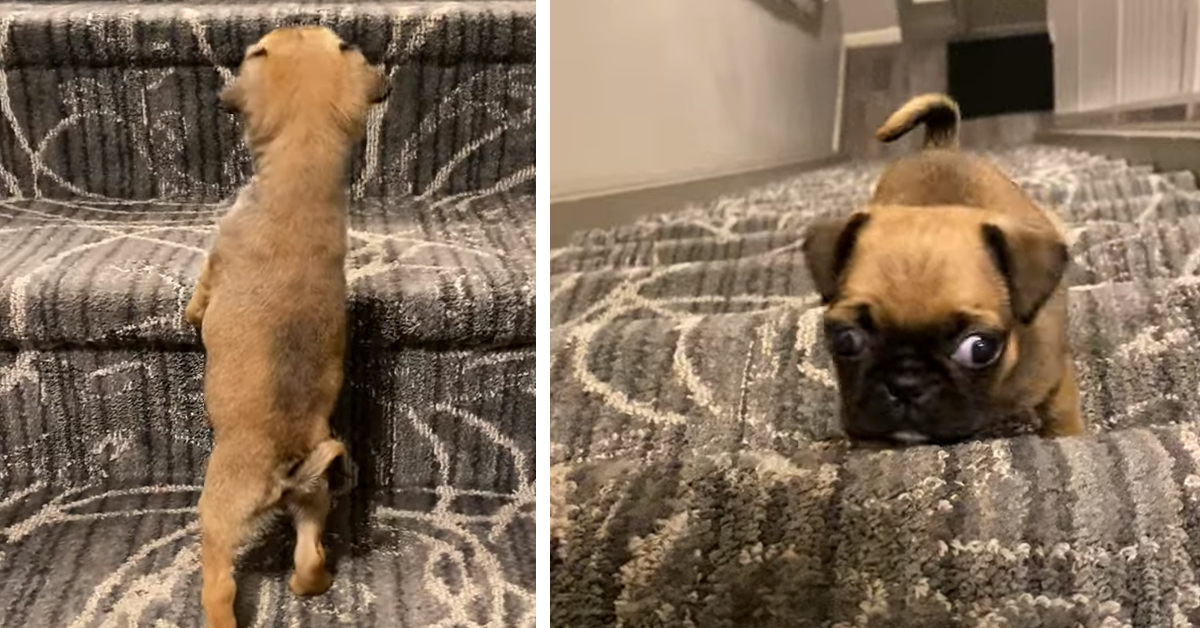 Cucciolo di Carlino sale per la prima volta le scale (video)
