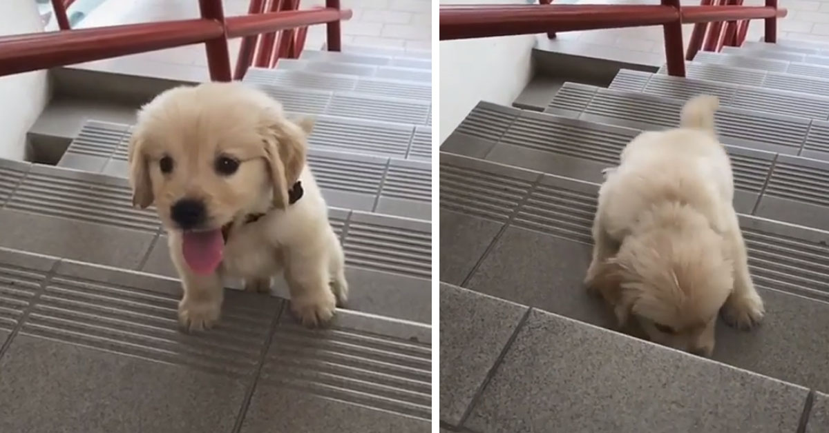 Cucciolo di Golden Retriever affronta per la prima volta le scale (video)