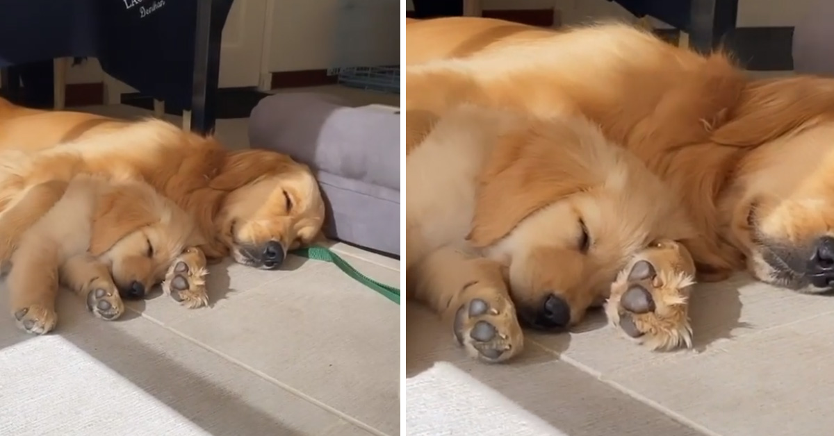 Cucciolo di Golden Retriever dorme abbracciato alla mamma e il video conquista il web