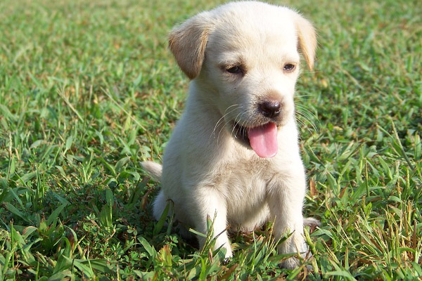 Cucciolo di Golden Retriever che osserva