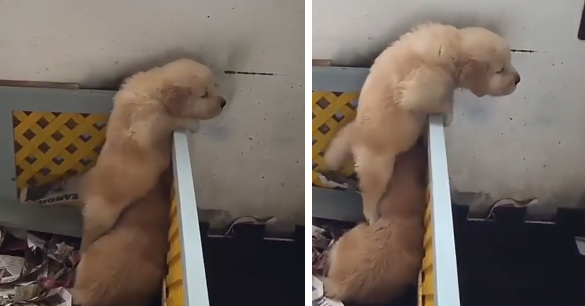 Cucciolo di Golden Retriever progetta un piano strategico per fuggire (video)