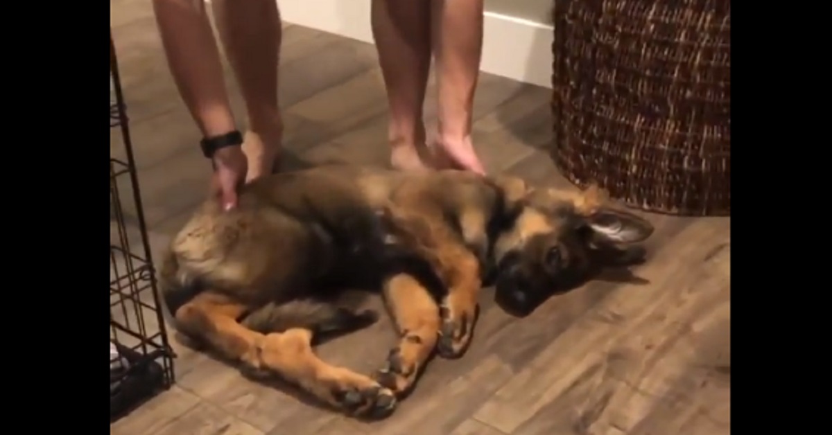 Cucciolo di Pastore Tedesco è così pigro che si lascia trascinare per muoversi (video)