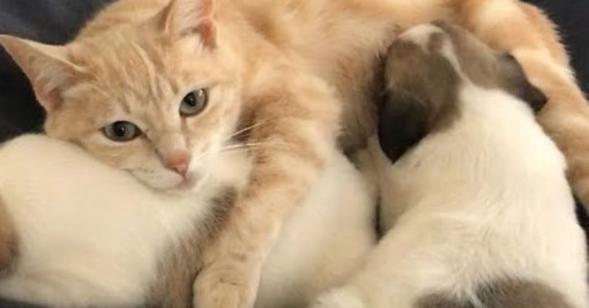 Cucciolo di cane allattato da gatto, esiste: quando può capitare