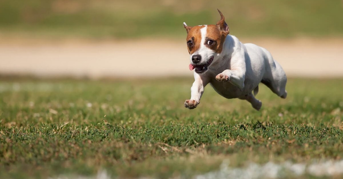 Cucciolo di cane che vuole scappare, come evitare che fugga