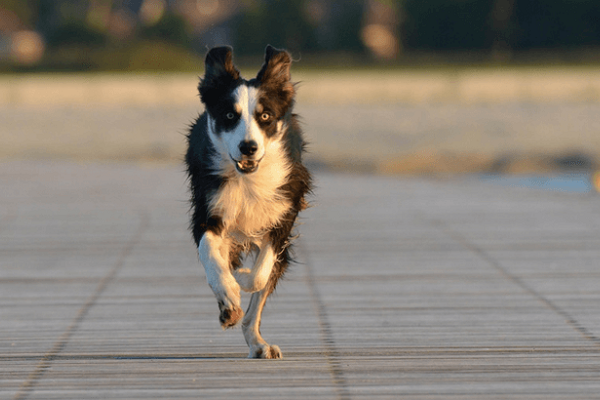 cane che corre su marciapiede