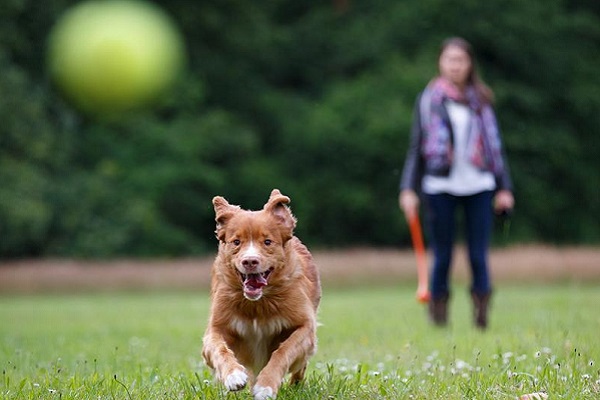 cane rincorre palla