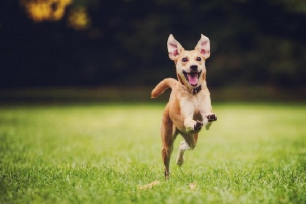 cane che corre al parco