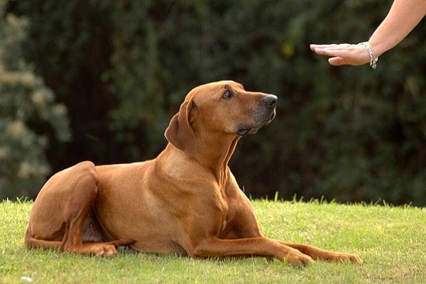 cane in addestramento