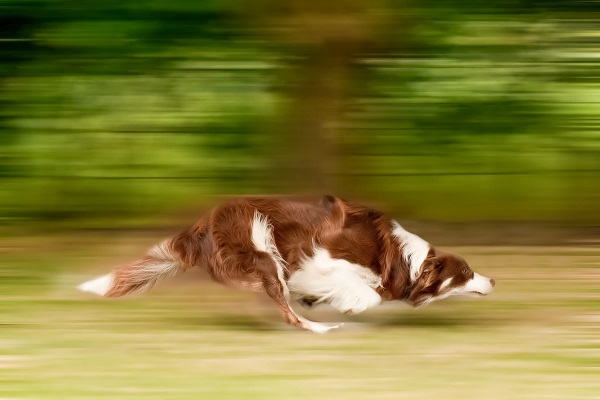 cane che corre all'impazzata