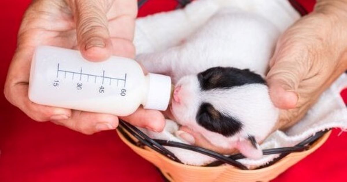 cucciolo di cane latte artificiale