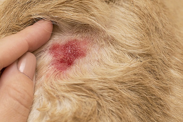 cane e allergia cutanea