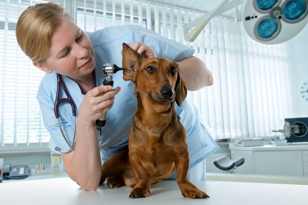 visita del veterinario a un cane