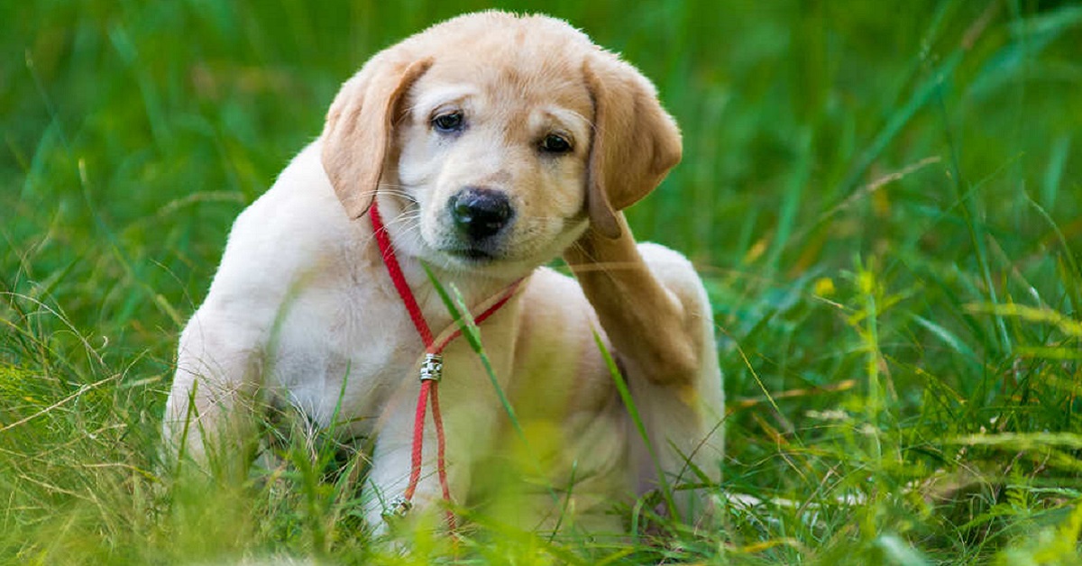 Cucciolo di cane con pulci: come trovarle e cosa bisogna fare