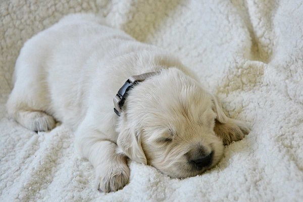 cucciolo di cane bianco