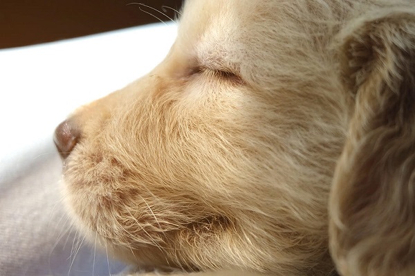 Cucciolo di cane mentre sogna