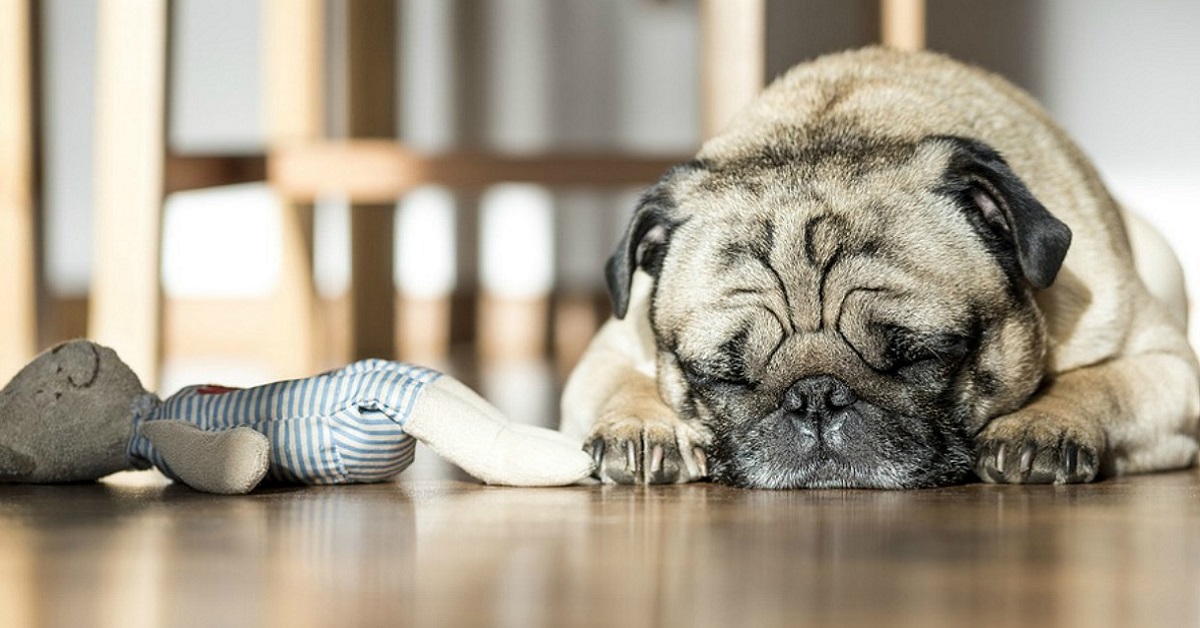 Cucciolo di cane corre nel sonno: è normale? Ecco come scoprirlo