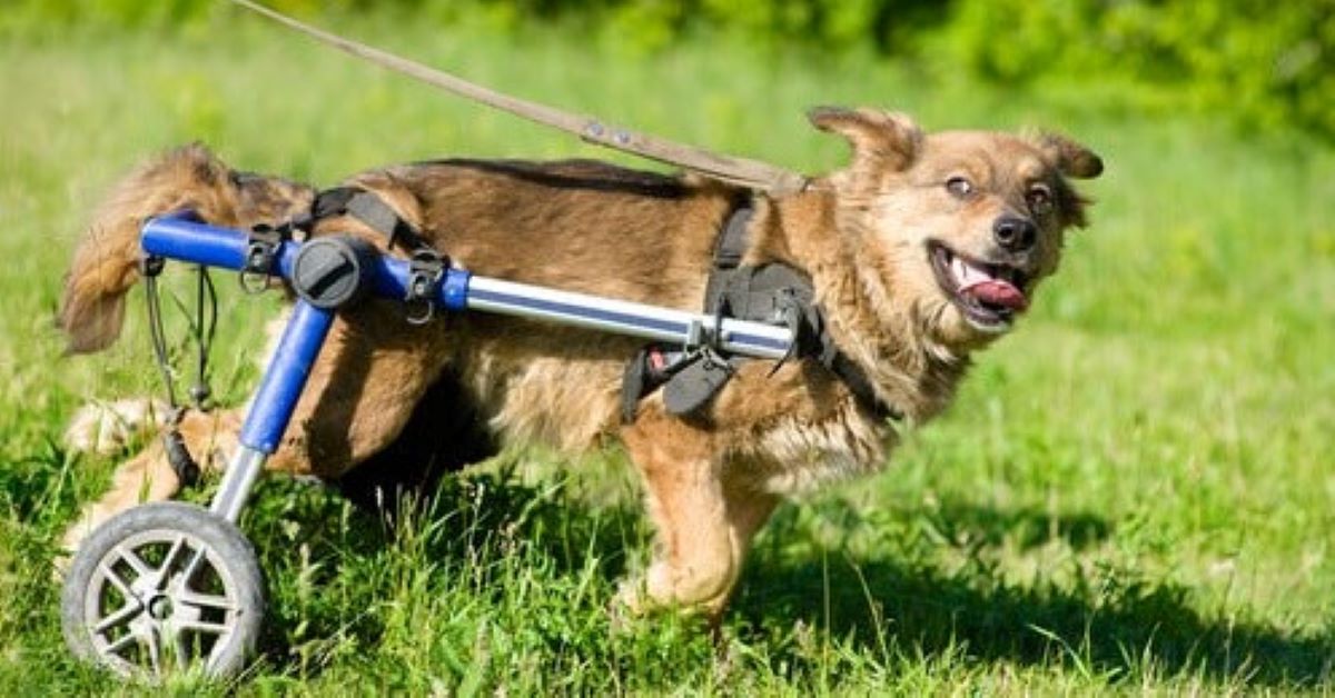Cucciolo di cane paralizzato: come prendersene cura al meglio