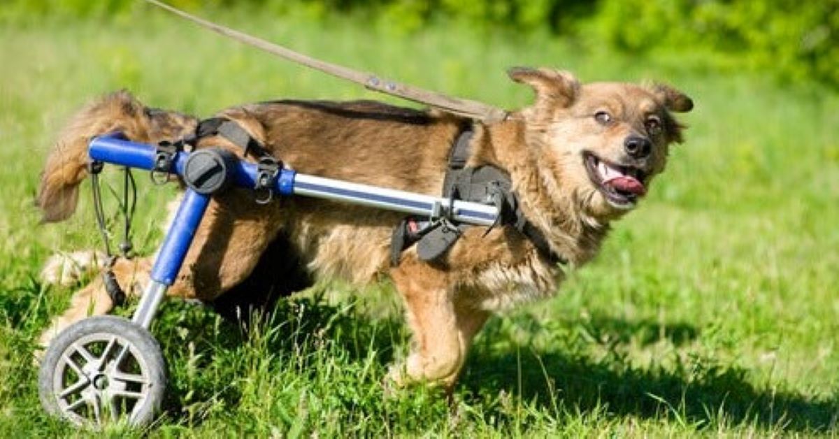 Cucciolo di cane paralizzato: come prendersene cura al meglio