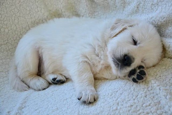 cucciolo di cane che dorme beato