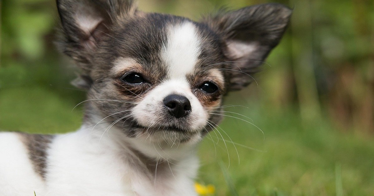 Cucciolo di cane, quando inizia a sentire e quando preoccuparsi