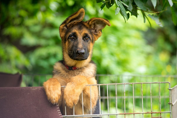 cane pastore tedesco