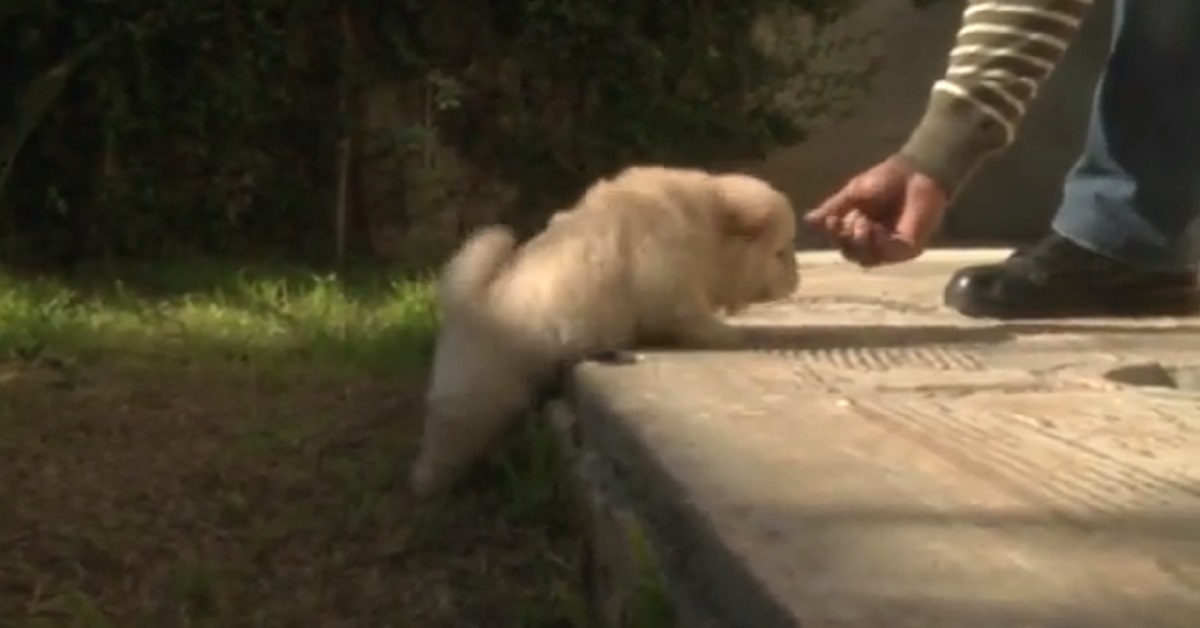 Dopo tanti tentativi, un cucciolo riesce a salire il suo primo gradino (video)