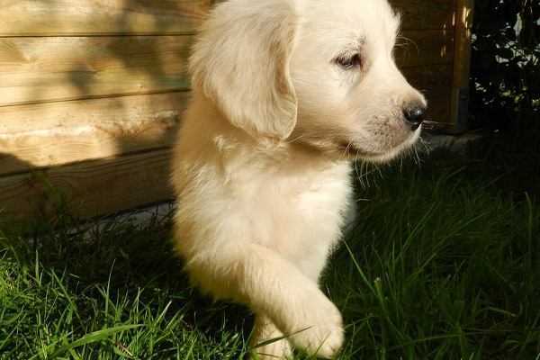 Cucciolo di Golden Retriever che osserva