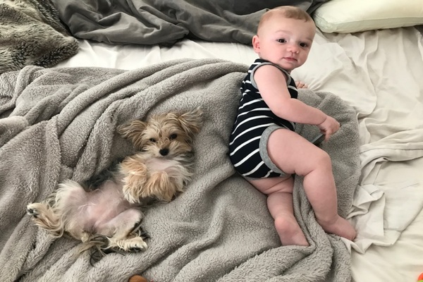 cagnolino e bambino sul letto