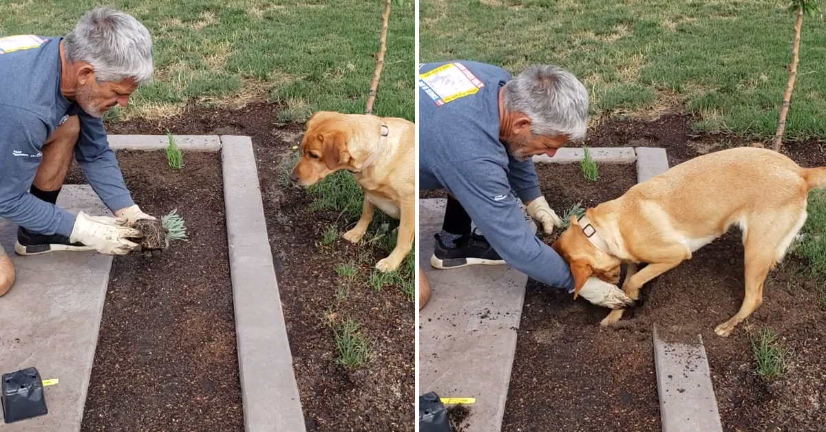 Georgia, il cagnolino che aiuta il proprietario a fare giardinaggio (video)