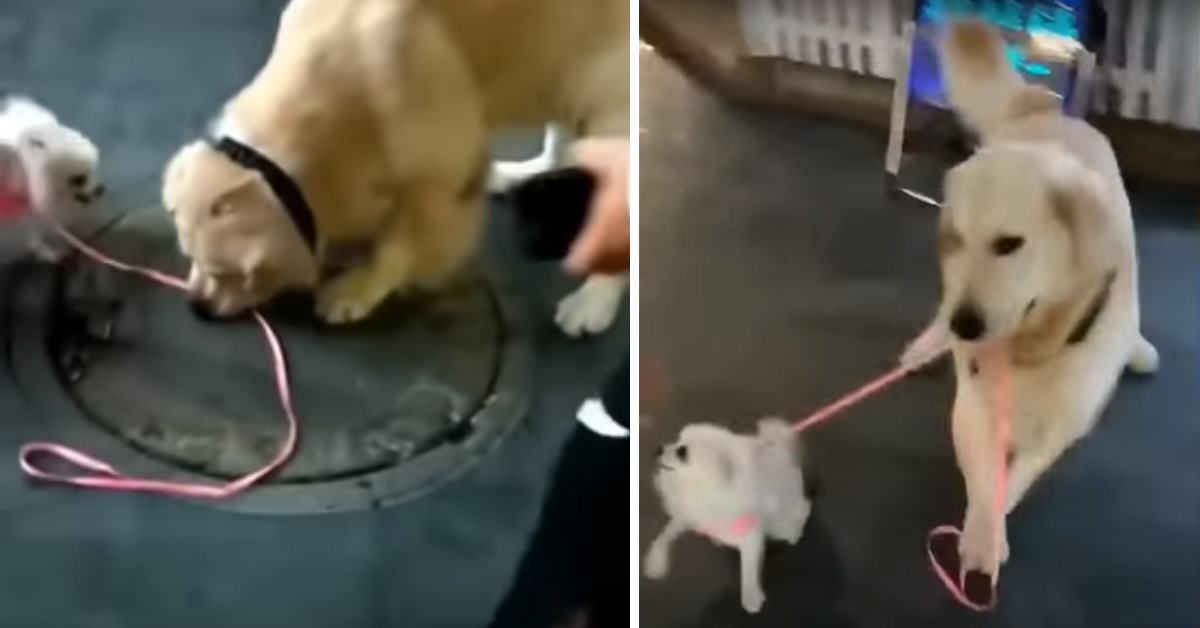 Golden Retriever “rapisce” un cagnolino e il video conquista il web
