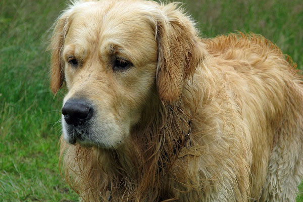 Golden Retriever osserva