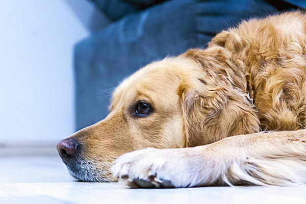 Golden Retriever osserva