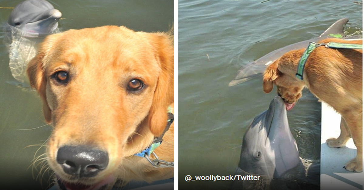 Gunner, il Golden Retriever che da 10 anni è il migliore amico di un delfino