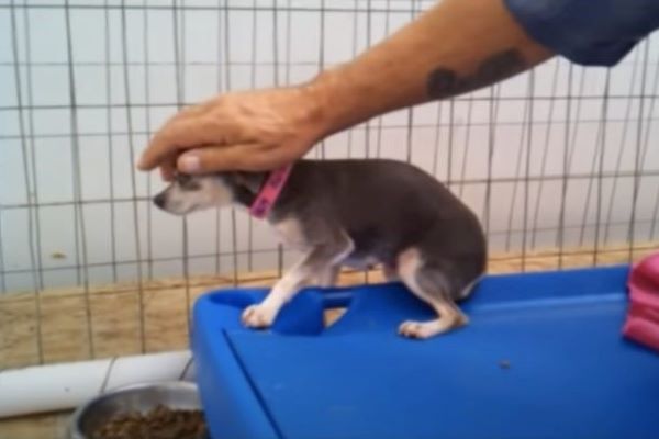 harleigh chihuahua gabbia video