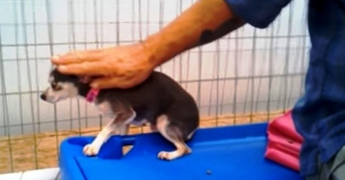 Harleigh, il Chihuahua che per la prima volta abbandona la sua gabbia (video)