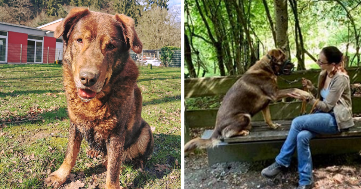 Henry, il cane che dopo 8 anni di attesa è finalmente felice