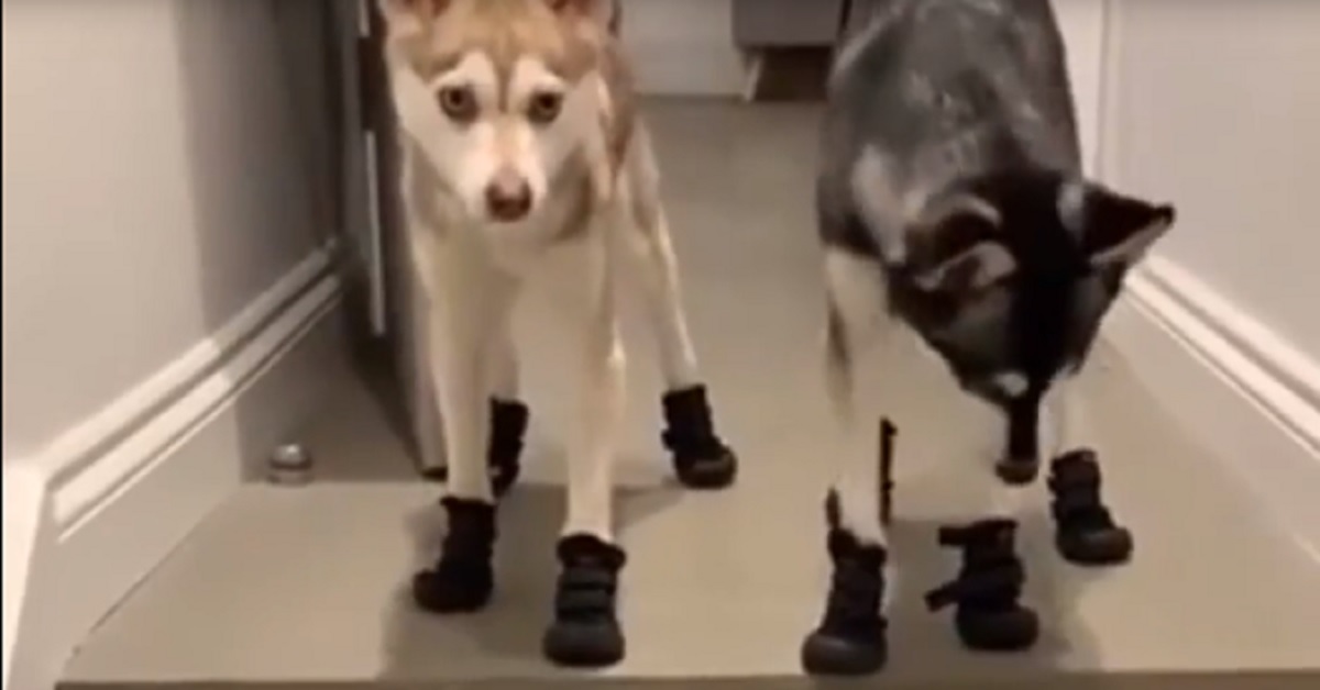 Husky indossa le scarpe per fare la passeggiata e intenerisce il web (video)