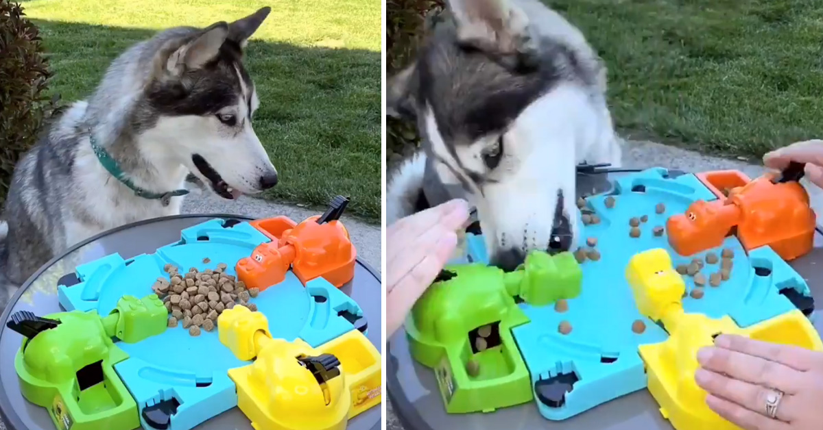 Husky sfida degli “ippopotami” ad una gara di velocità nel mangiare (video)