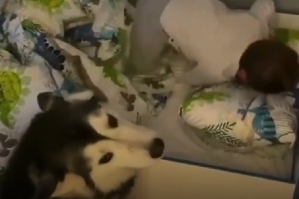 Husky sveglia bambino