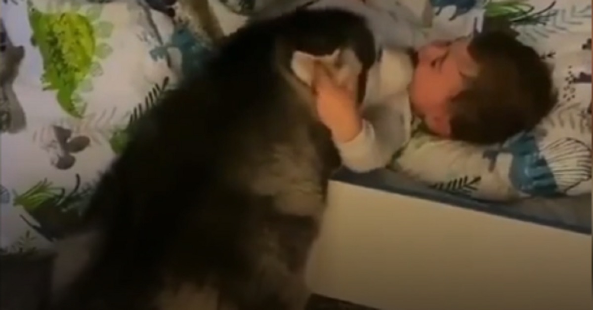 Husky si precipita nella stanza di un bambino e lo sveglia dolcemente
